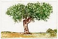 "Krummer Baum" (158) 
