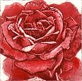 "Rose I" (173) 