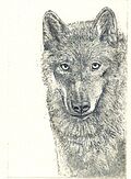 "Wolf" (344) 